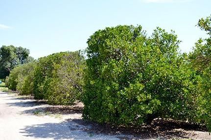Undeveloped Land in Polk County, Florida