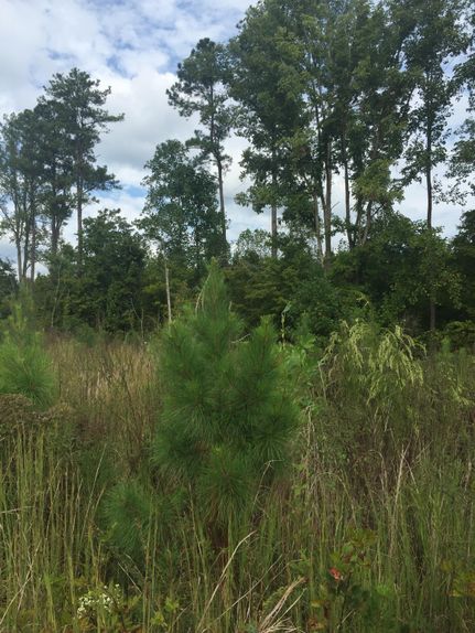 Recreational Property in Charlotte County, Virginia