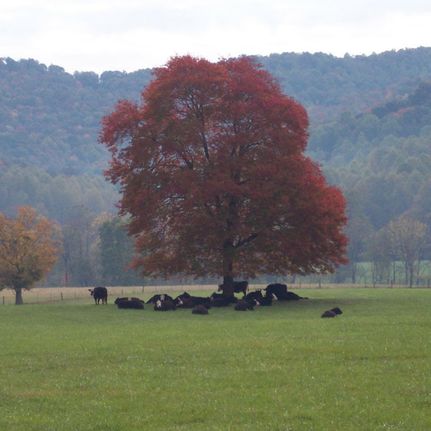 Farm and Ranch in Putnam County, Tennessee