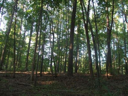 Farm and Ranch in Perry County, Alabama