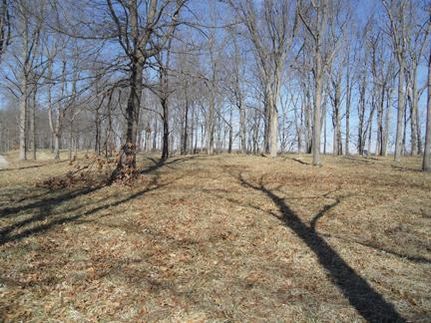 Timberland Property in Wabash County, Indiana