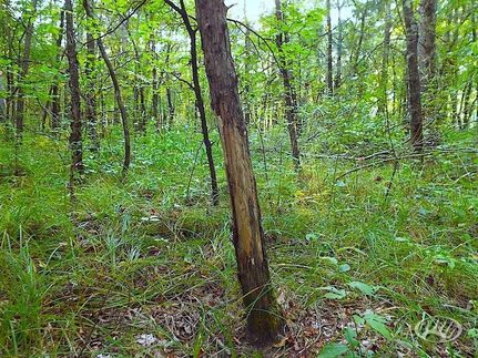 Land in Livingston County, Kentucky