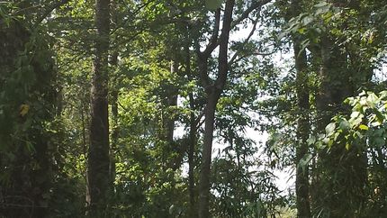 Farm and Ranch in Harrison County, Texas
