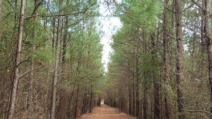 Recreational Property in Pender County, North Carolina