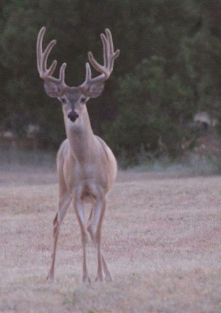 Farm and Ranch in Taylor County, Texas
