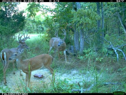 Farm and Ranch in Crittenden County, Kentucky