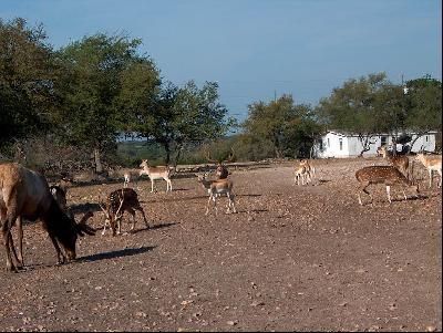 Undeveloped Land in Kerr County, Texas