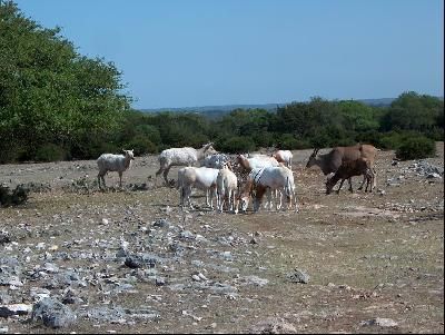 Farm and Ranch in Kerr County, Texas
