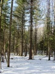Farm and Ranch in Essex County, Vermont