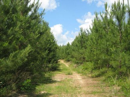 Farm and Ranch in Lamar County, Alabama