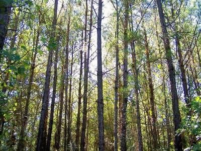 Farm and Ranch in Houston County, Texas