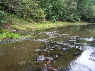 Farm and Ranch in Trinity County, Texas