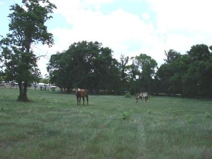 Farm and Ranch in Montgomery County, Texas