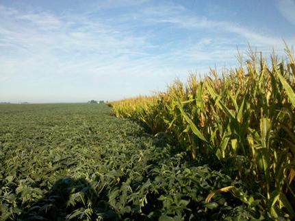 Farm and Ranch in Piatt County, Illinois