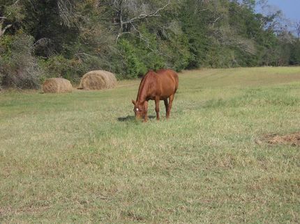Timberland Property in Leon County, Texas