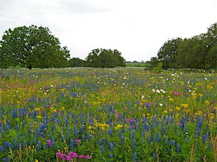 Farm and Ranch in Atascosa County, Texas