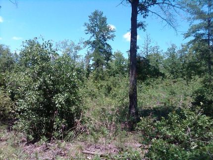 Farm and Ranch in Jackson County, Florida