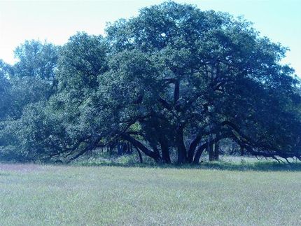 Land in Wilson County, Texas