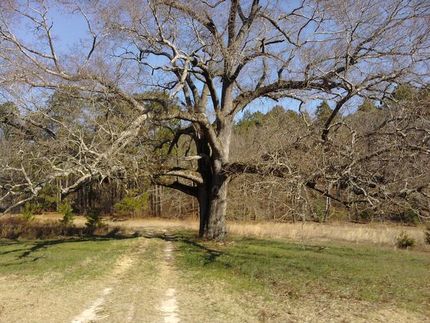 Farm and Ranch in Lexington County, South Carolina