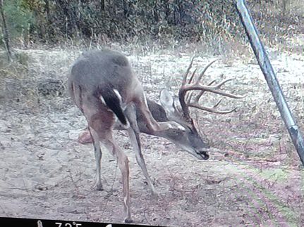 Timberland Property in Tyler County, Texas