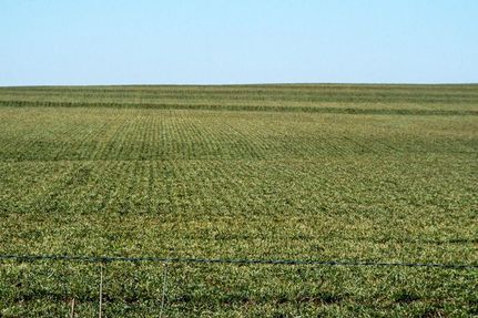 Undeveloped Land in Custer County, Oklahoma
