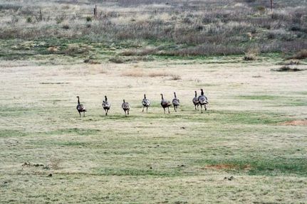 Farm and Ranch in Meade County, Kansas