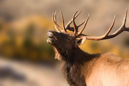 Recreational Property in Phelps County, Missouri