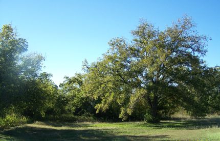 Undeveloped Land in Comanche County, Texas