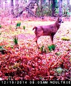 Farm and Ranch in Franklin Parish, Louisiana