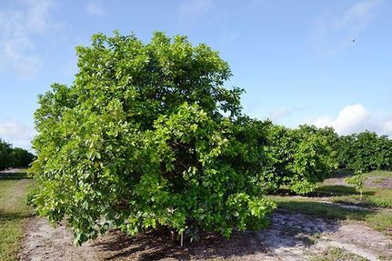 Farm and Ranch in Indian River County, Florida