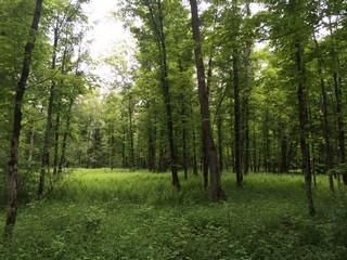 Farm and Ranch in Lewis County, New York