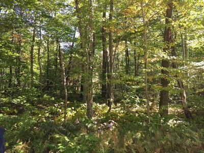 Farm and Ranch in Lewis County, New York