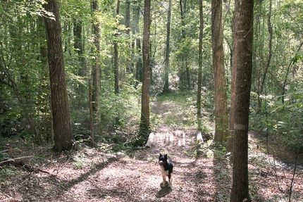 Timberland Property in Chilton County, Alabama