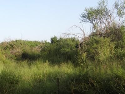 Land in Bee County, Texas