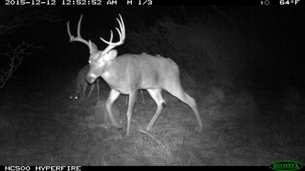 Hunting Property in Menard County, Texas