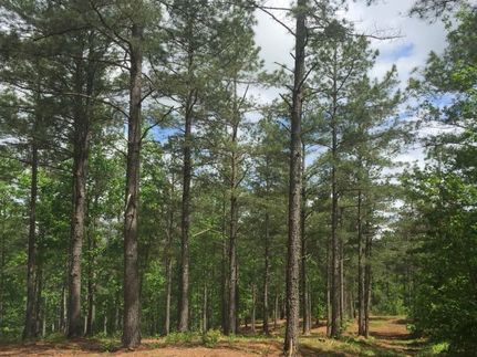 Undeveloped Land in Lumpkin County, Georgia