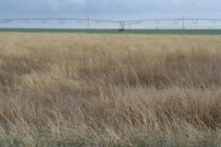 Farm and Ranch in Hale County, Texas