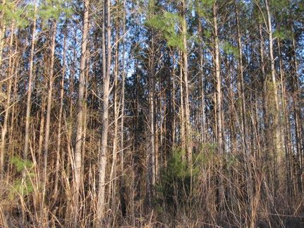 Farm and Ranch in Tippah County, Mississippi