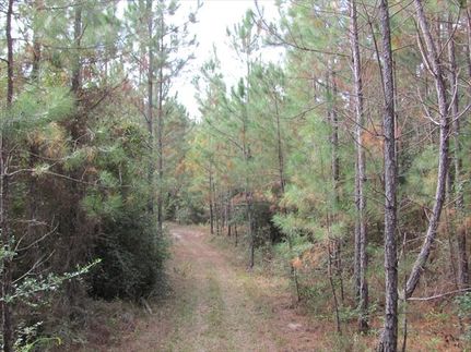 Land in Allen Parish, Louisiana