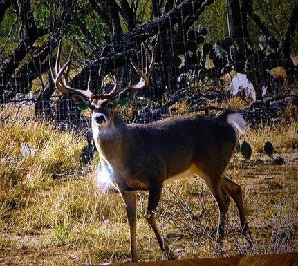 Land in Duval County, Texas