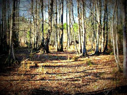 Land in Tattnall County, Georgia
