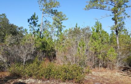 Timberland Property in Brunswick County, North Carolina
