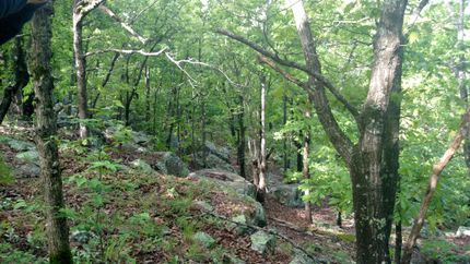 Timberland Property in Latimer County, Oklahoma