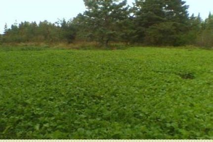 Farm and Ranch in Presque Isle County, Michigan
