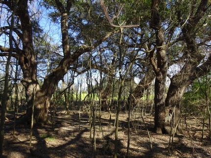 Farm and Ranch in Washington County, Texas