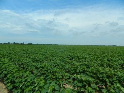 Farm and Ranch in Dunklin County, Missouri