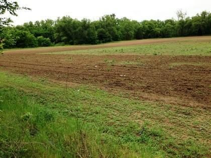 Timberland Property in Atoka County, Oklahoma