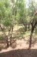 Timberland Property in Scurry County, Texas