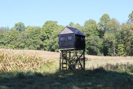 Timberland Property in Holmes County, Ohio