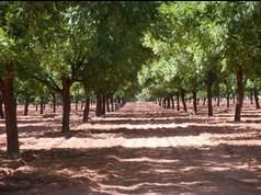 Farm and Ranch in Ector County, Texas